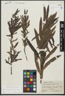 Foto von Salix purpurea L. x Salix viminalis L.